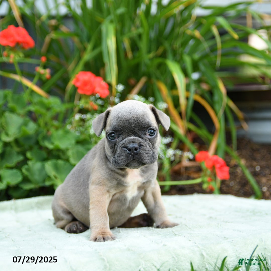 French Bulldog dogs for sale: Bessie - Image 5