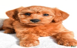  dogs for sale: Mia - Image 4