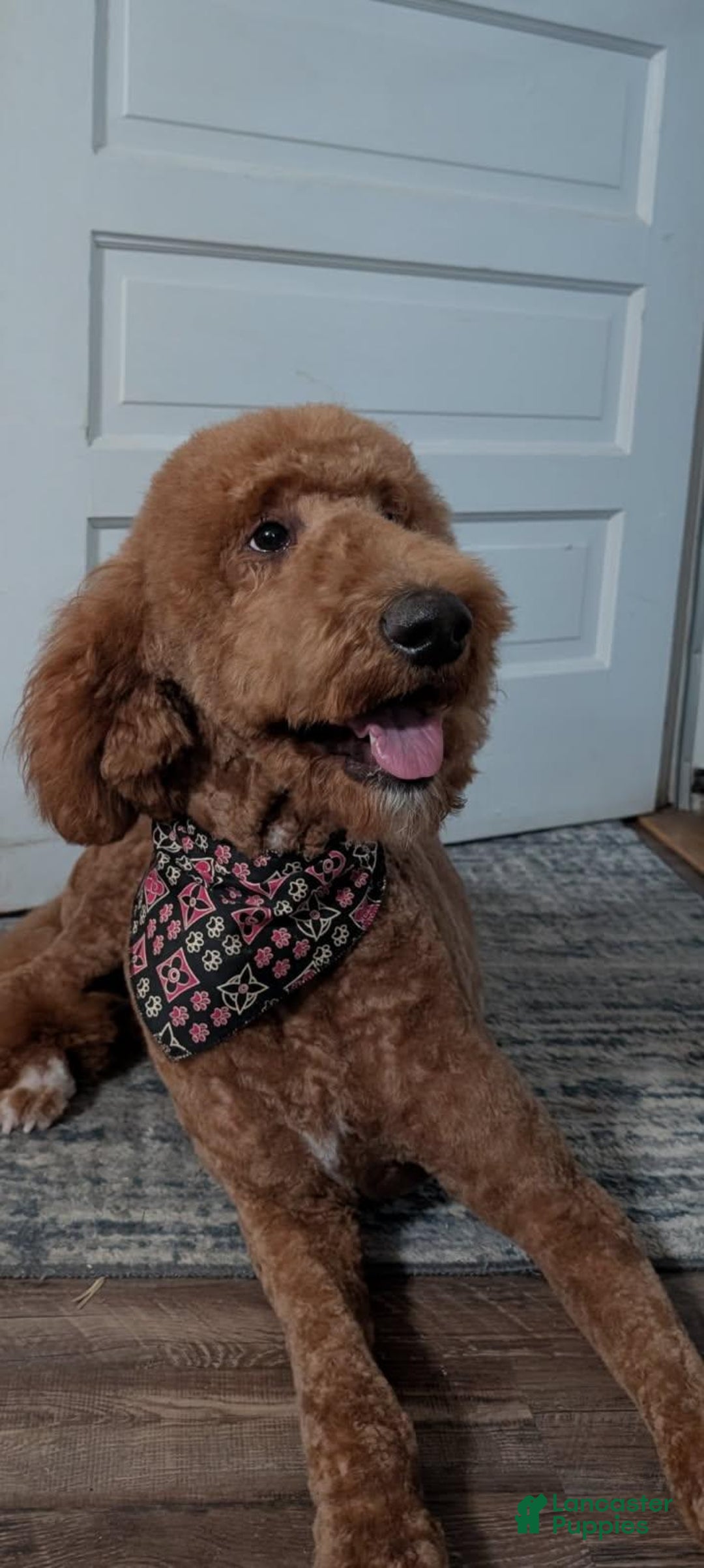 Goldendoodle dogs for sale: BARKLEY - Image 6
