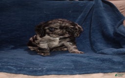 Cocker Spaniel dogs for sale: Oceon - Image 20