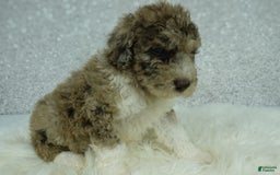Newfypoo dogs for sale: Archie F1b - Image 4