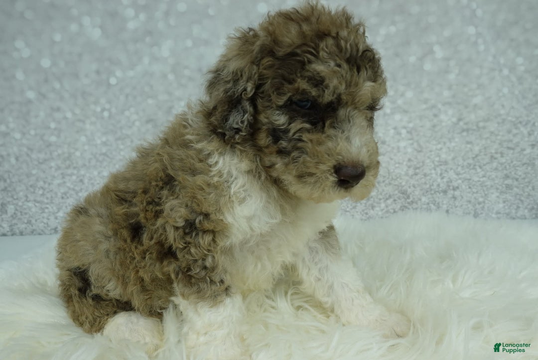 Newfypoo dogs for sale: Archie F1b - Image 4