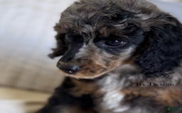 Standard Poodle dogs for sale: Adam - Image 2