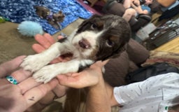 English Springer Spaniel dogs for sale: Male 2 - Image 2