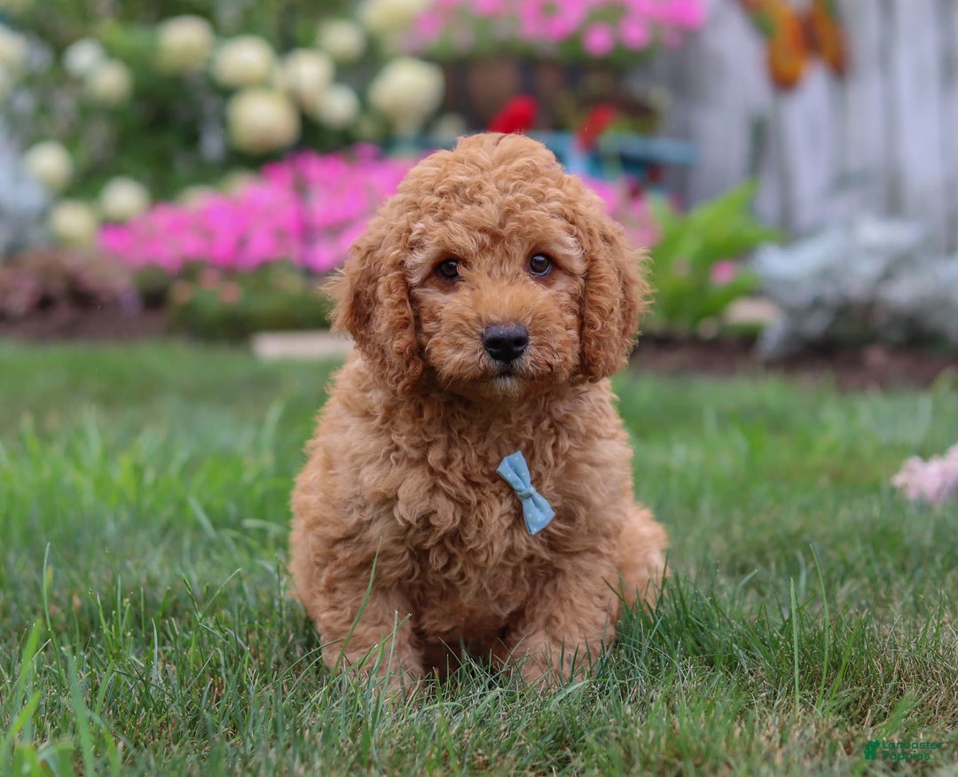  dogs for sale: Mini Goldendoodle 4 puppies - Image 5