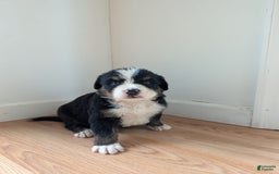 Bernese Mountain Dog dogs for sale: Charlie - Image 1