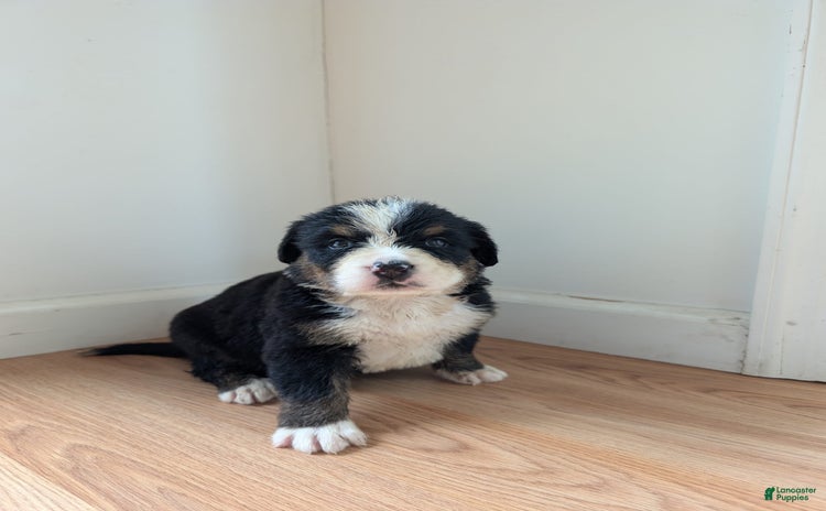 Bernese Mountain Dog dogs for sale - Ad 1