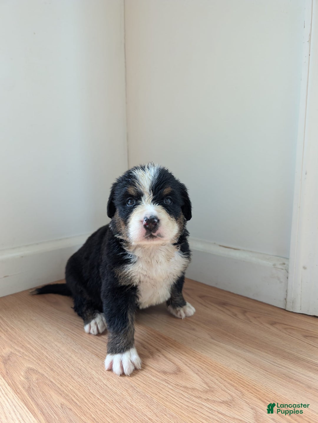 Bernese Mountain Dog dogs for sale: Charlie - Image 1