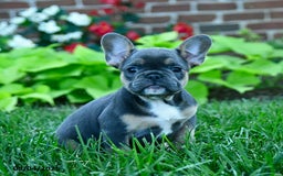 French Bulldog dogs for sale: Jana - Image 2