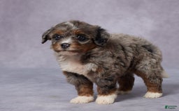 Mini Bernedoodle dogs for sale: Clara - Image 5