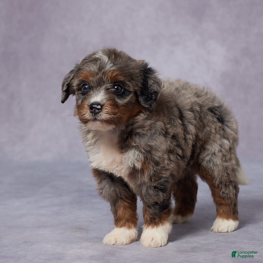 Mini Bernedoodle dogs for sale: Clara - Image 5