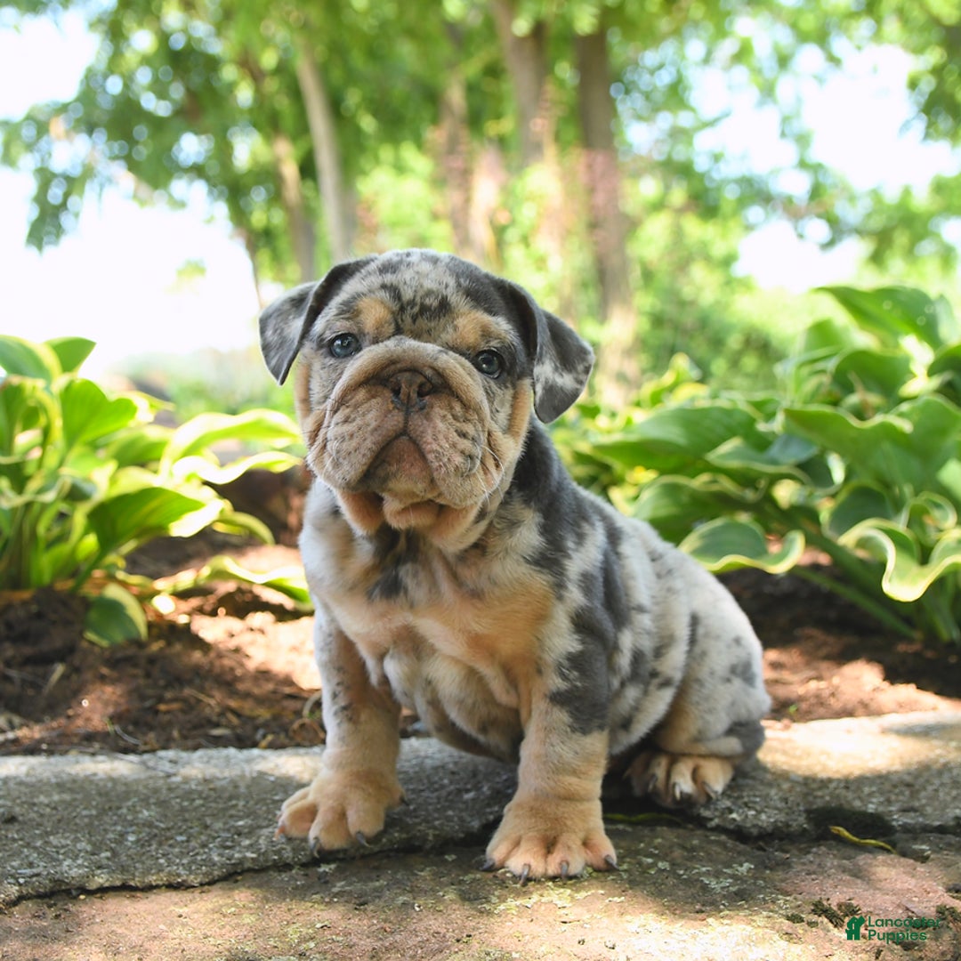 English Bulldog dogs for sale: Bluebell - Image 3