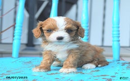 Cavapoo dogs for sale: Amber - Image 2