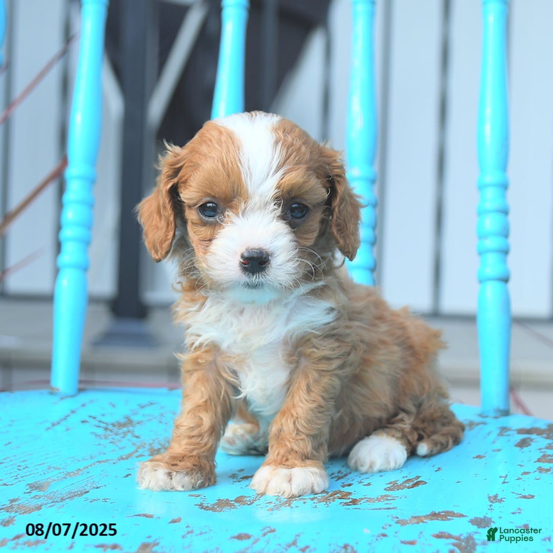 Cavapoo dogs for sale: Amber - Image 2