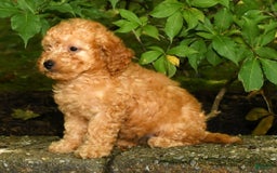 Mini Goldendoodle dogs for sale: Lexie - Image 2