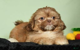 Shih Tzu dogs for sale: Marshall - Image 9