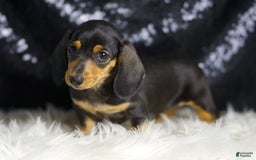 Miniature Dachshund dogs for sale: Susie - Image 3