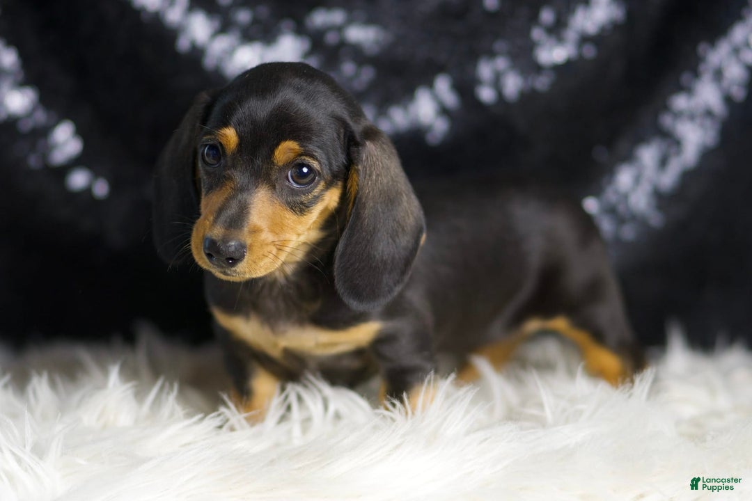 Miniature Dachshund dogs for sale: Susie - Image 3