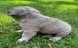 French Bulldog dogs for sale: CHEWIE - Image 5