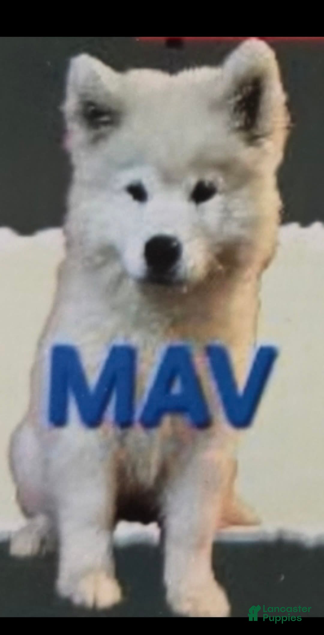 Samoyed dogs for sale: Maverick - Image 1