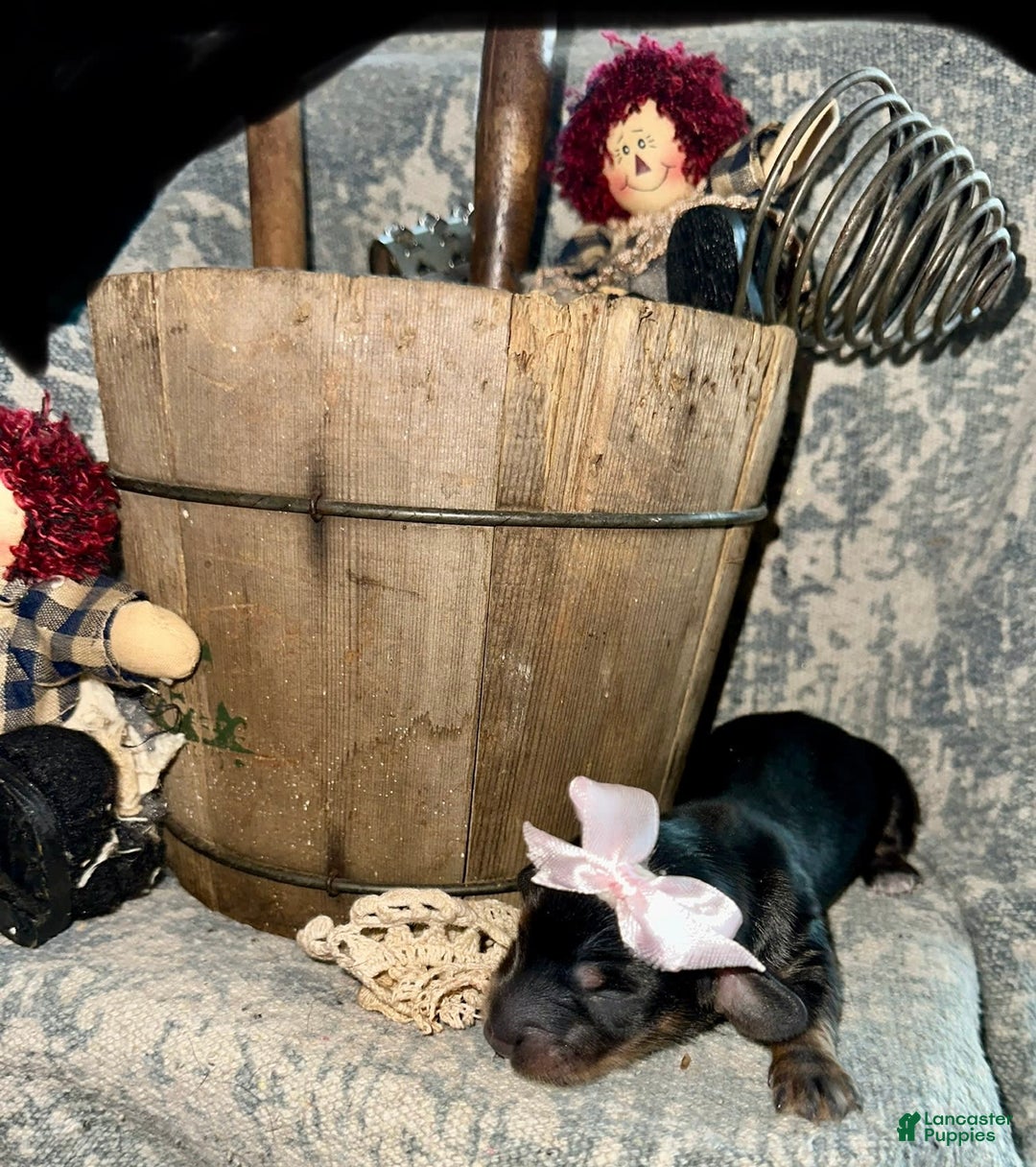 Dachshund dogs for sale: Dachshund 4 puppies - Image 4