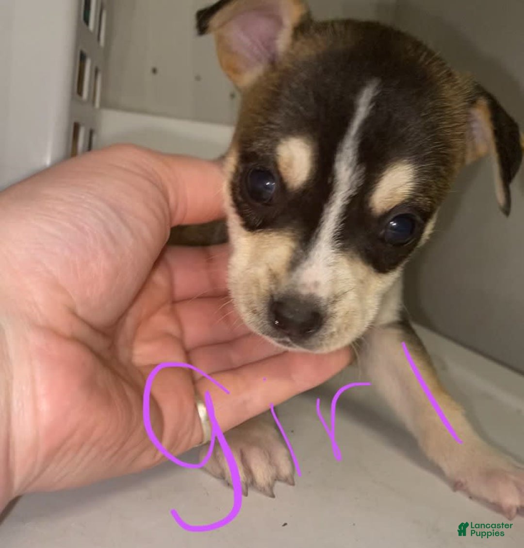 German Shepherd dogs for sale: Mix - Image 1