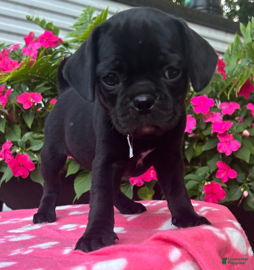Puggle dogs for sale: Elsa - Image 3
