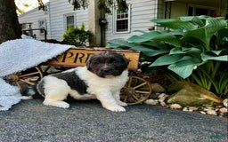Newfoundland dogs for sale: Baby❤️akc❤️ - Image 3