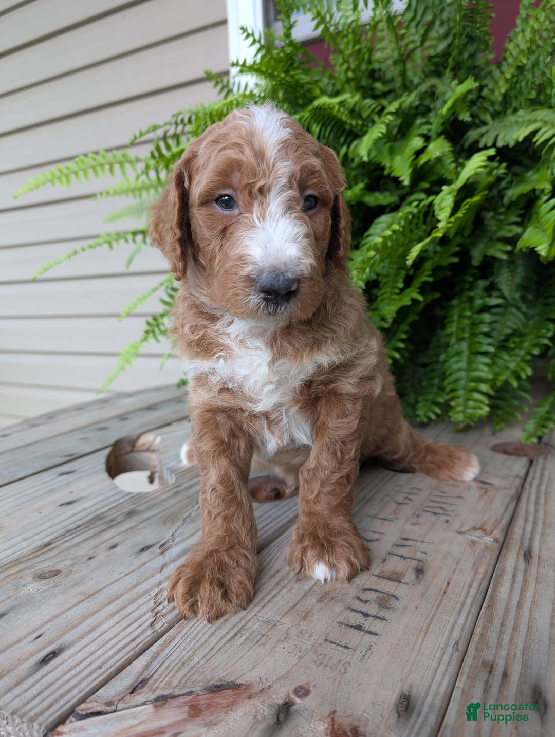 Goldendoodle dogs for sale: Blake - Image 4