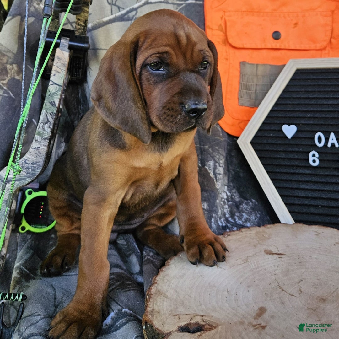 Redbone Coonhound dogs for sale: Oakley - Image 1