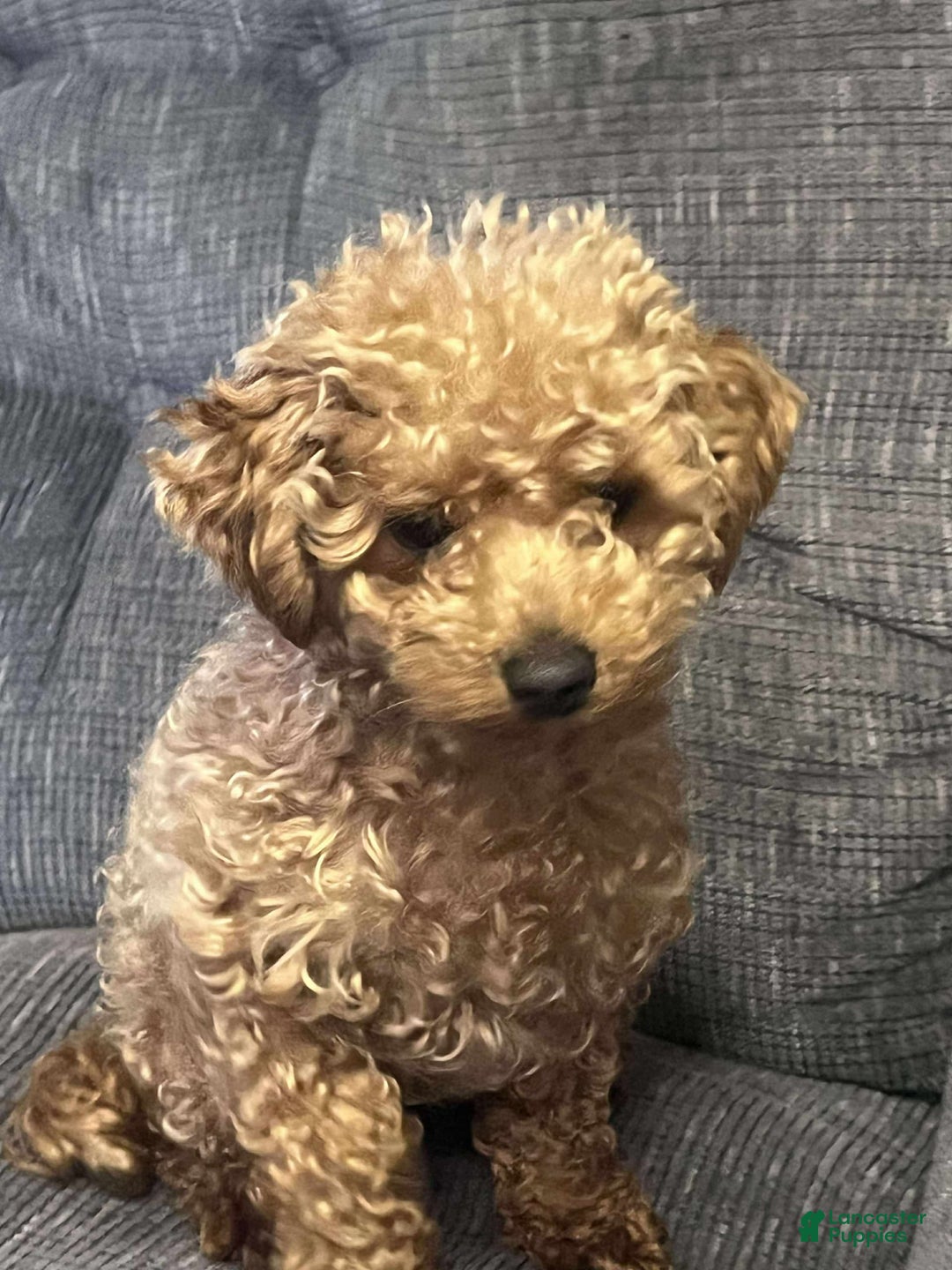 Toy Poodle dogs for sale: Lady red - Image 2