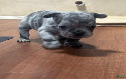 French Bulldog dogs for sale: Gonzo - Image 6