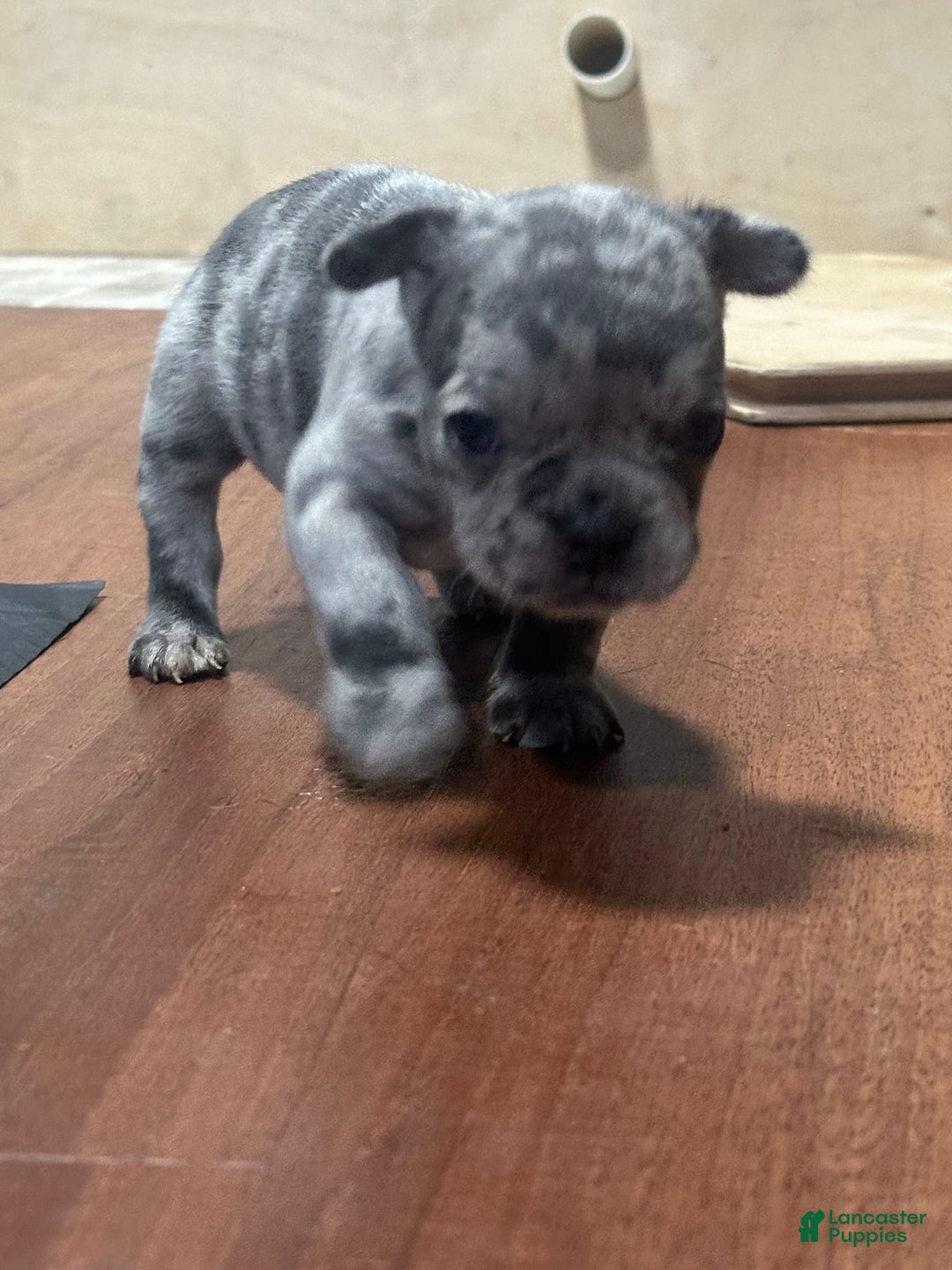 French Bulldog dogs for sale: Gonzo - Image 6
