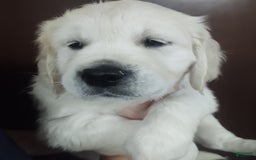Golden Retriever dogs for sale: Brownie - Image 3