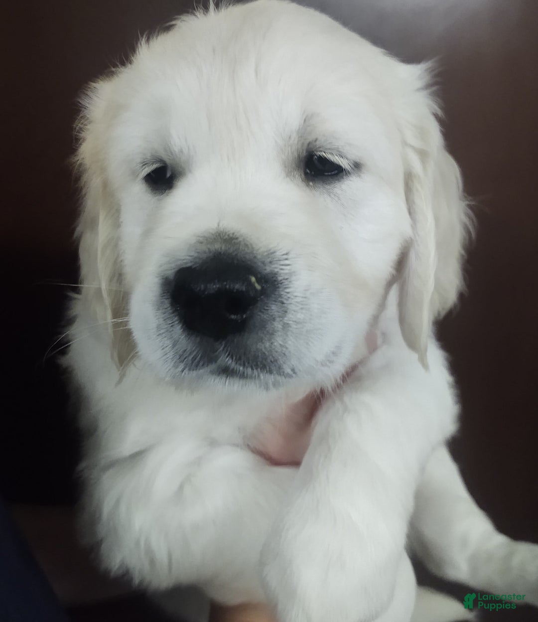 Golden Retriever dogs for sale: Brownie - Image 3