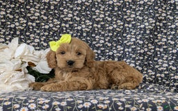 Cockapoo dogs for sale: Elaina - Image 5