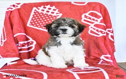 Teddy Bear dogs for sale: Helen - Image 4