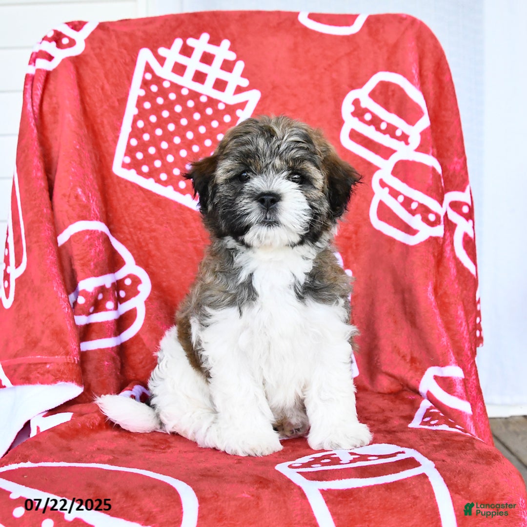 Teddy Bear dogs for sale: Helen - Image 4