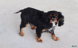 Cavalier King Charles Spaniel dogs for sale: Rex - Image 11