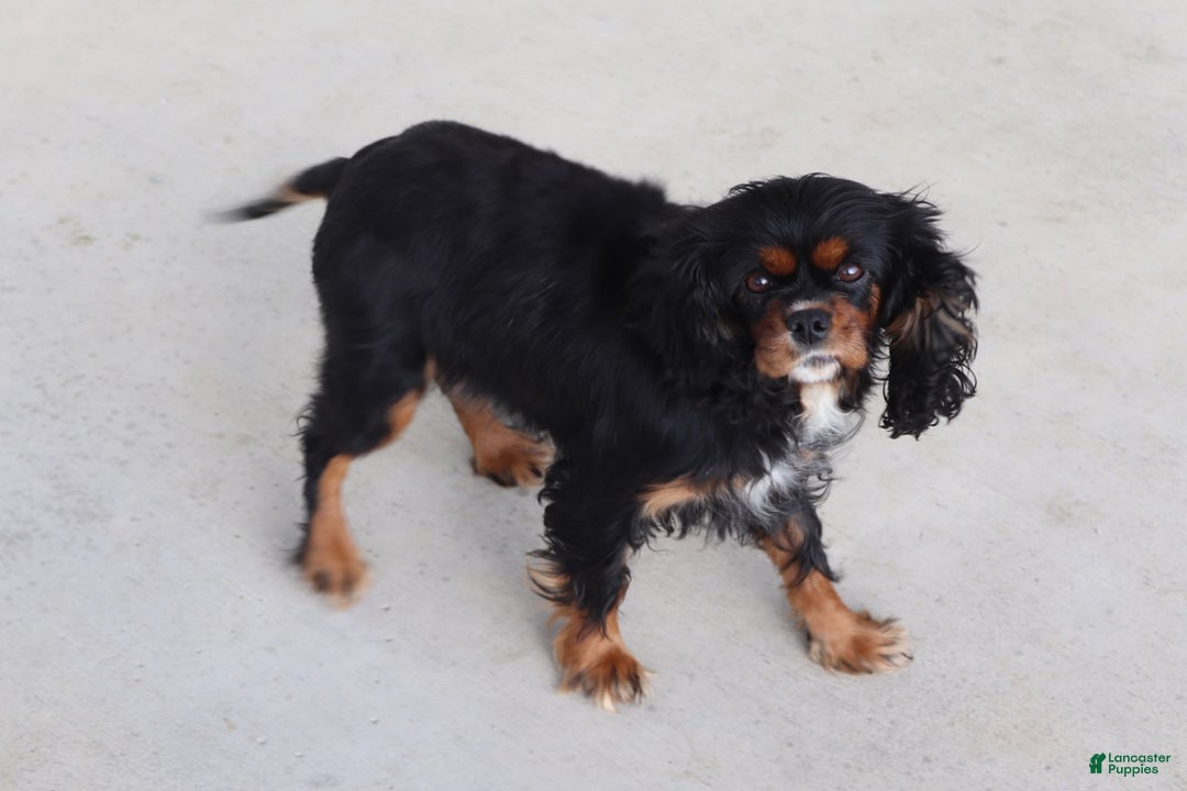 Cavalier King Charles Spaniel dogs for sale: Rex - Image 11