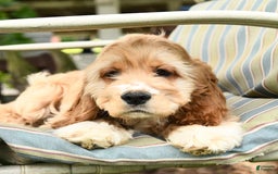Cocker Spaniel dogs for sale: Huck - Image 19