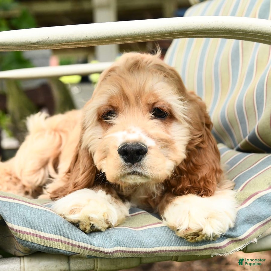 Cocker Spaniel dogs for sale: Huck - Image 19