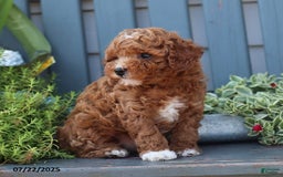 Cavapoo dogs for sale: Mickey - Image 4
