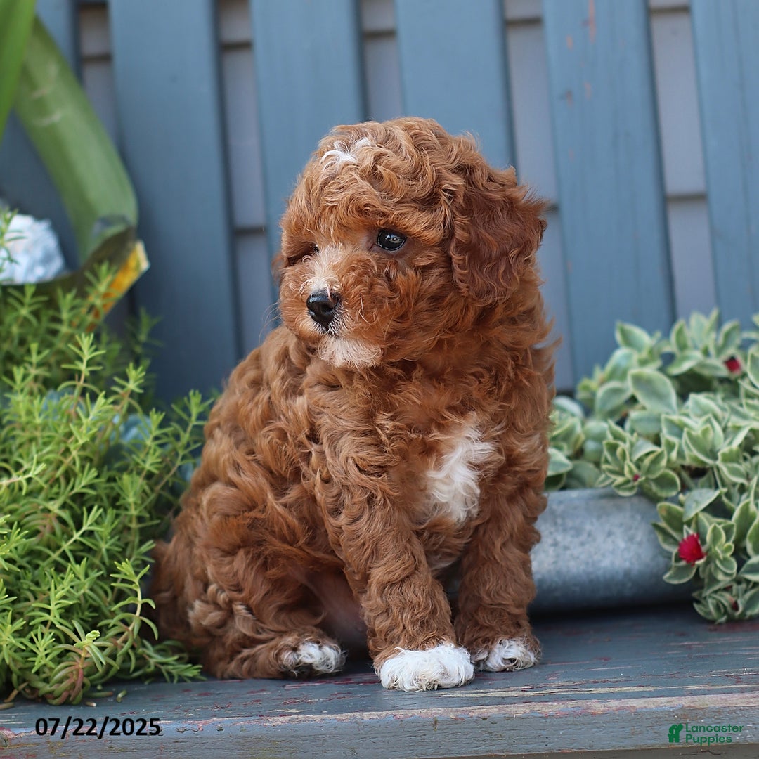 Cavapoo dogs for sale: Mickey - Image 4
