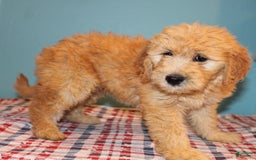  dogs for sale: Mini Goldendoodle 5 puppies - Image 20