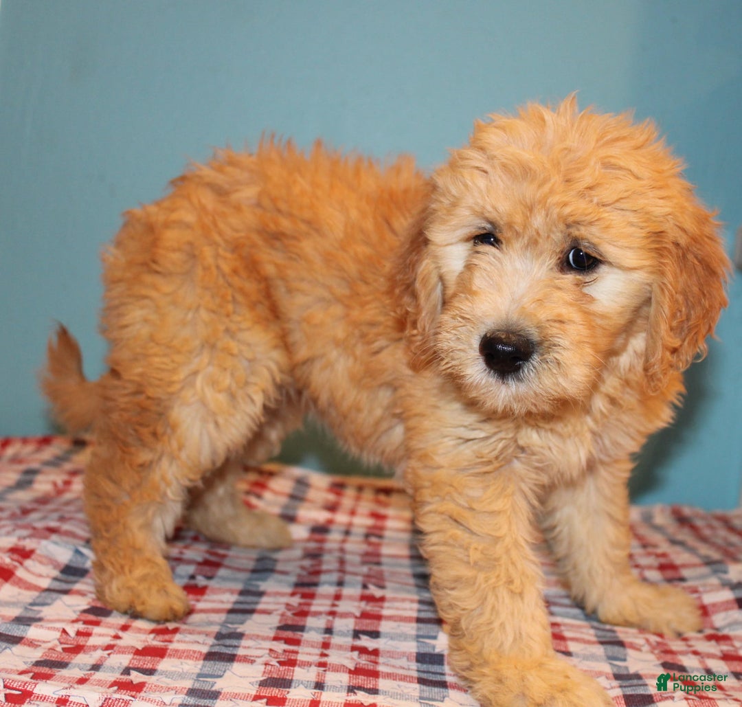  dogs for sale: Mini Goldendoodle 5 puppies - Image 20
