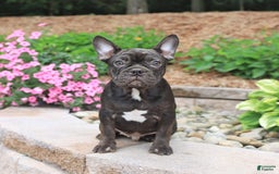Frenchton dogs for sale: Diamond - Image 2
