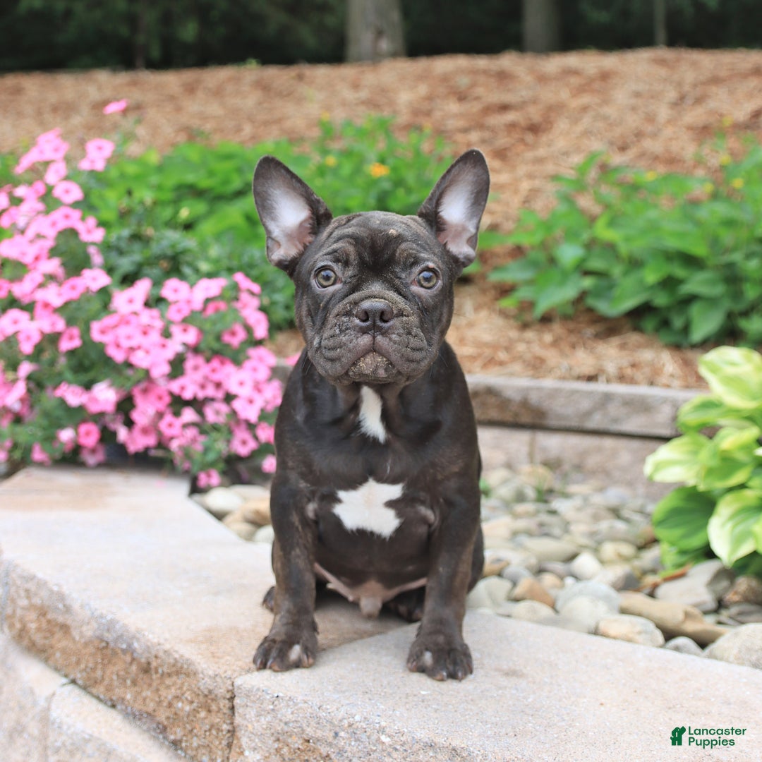 Frenchton dogs for sale: Diamond - Image 2
