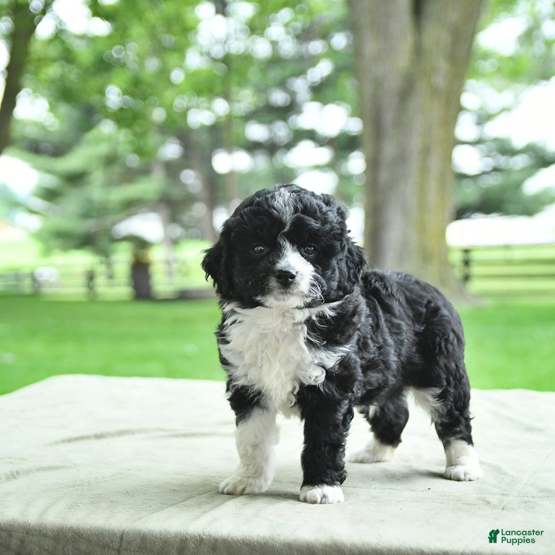 Mini Aussiedoodle dogs for sale: Wade - Image 5