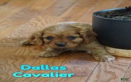 Cavalier King Charles Spaniel dogs for sale: Dallas - Image 1